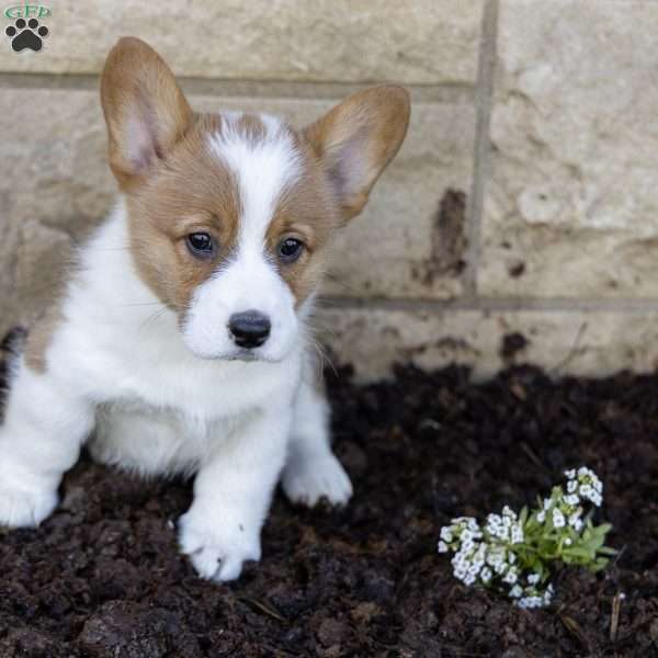 Ambrose, Pembroke Welsh Corgi Puppy
